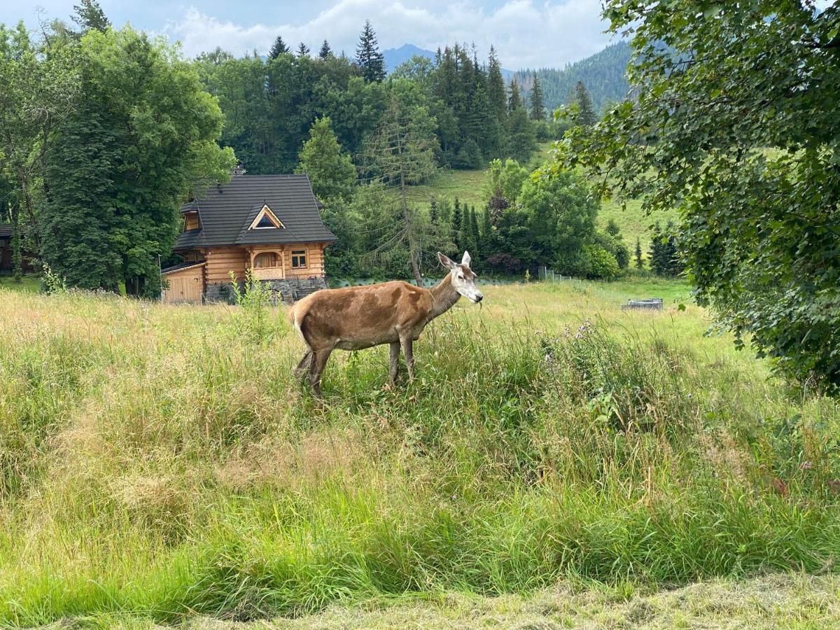 Apartament Pod Wierchem Zakopane Eksteriør bilde